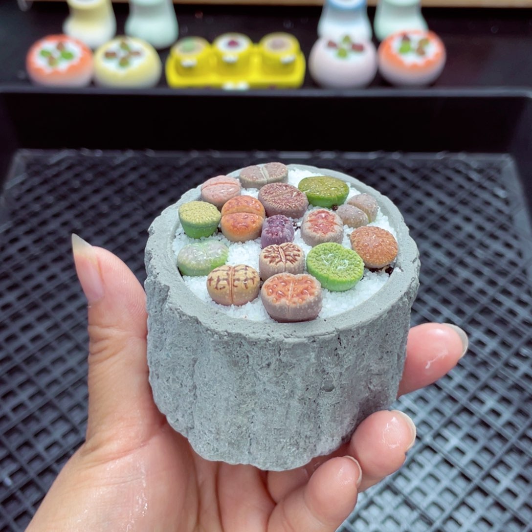 w1806 带盆土发货一物一拍