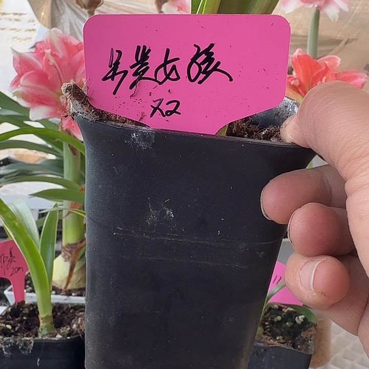 无花朵另类女孩双胞胎直径2