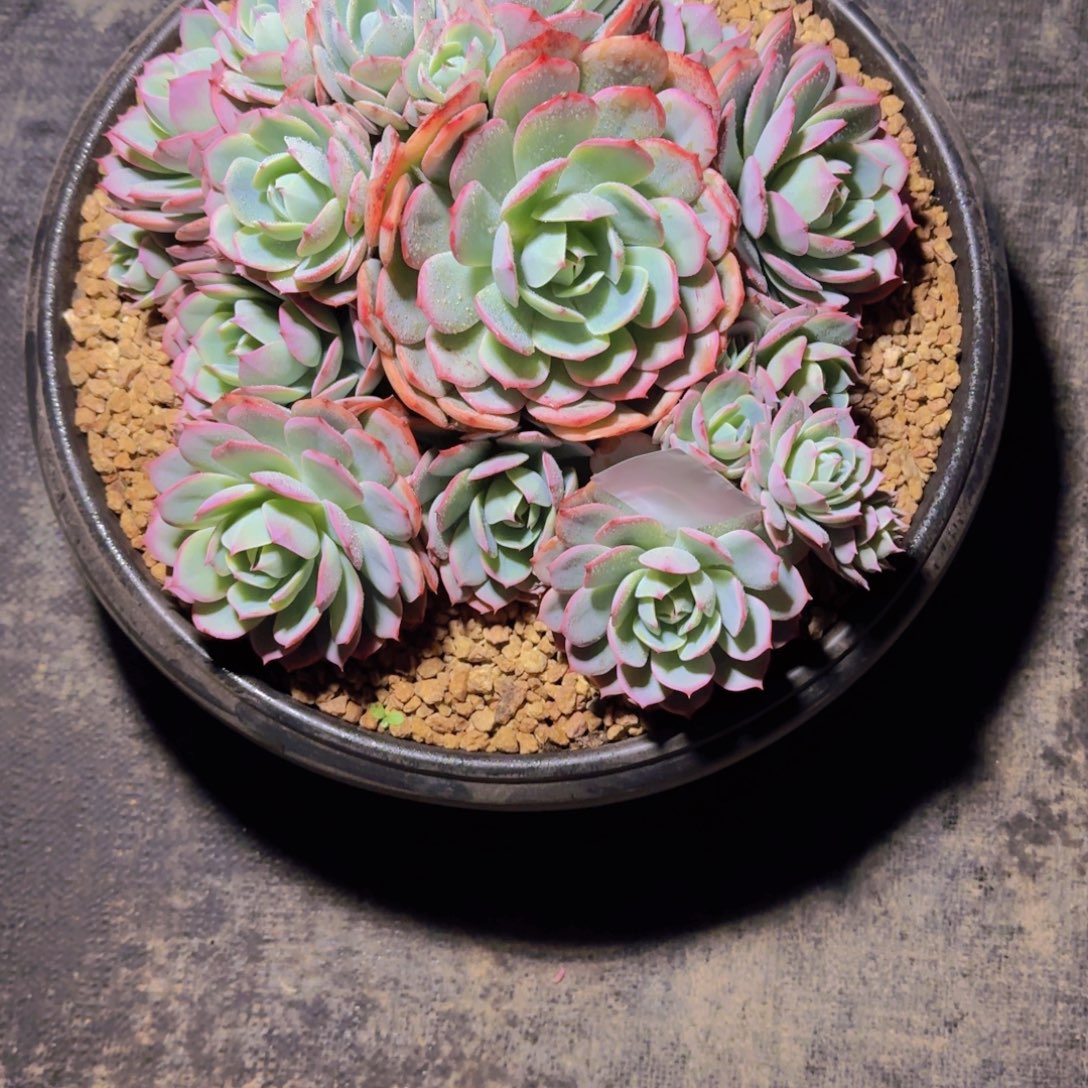 来***张4-5蟠桃仙子多肉植物