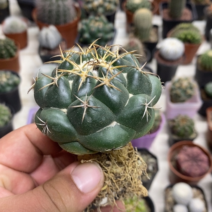 实生安宅象牙特价包邮