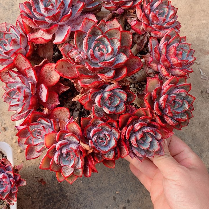 ꧁****꧂欢喜多肉一物一拍赫拉