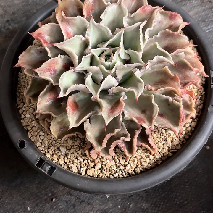 多肉植物，饺子皮