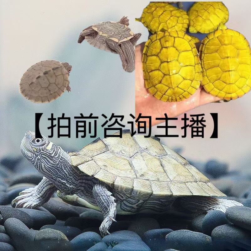 抖音网红活体宠物链接【】