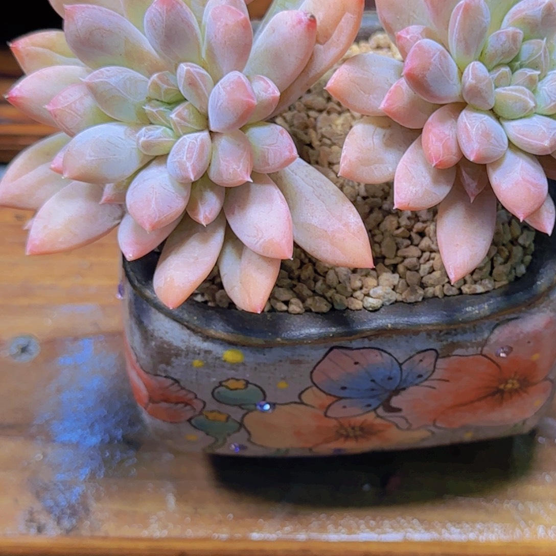 258多肉植物一物一拍