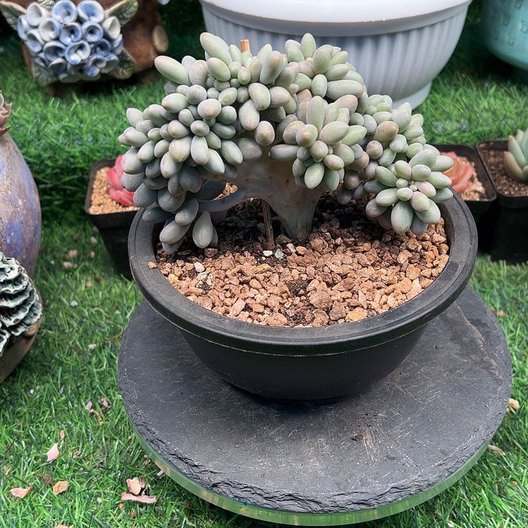 汤圆缀化，一物一拍