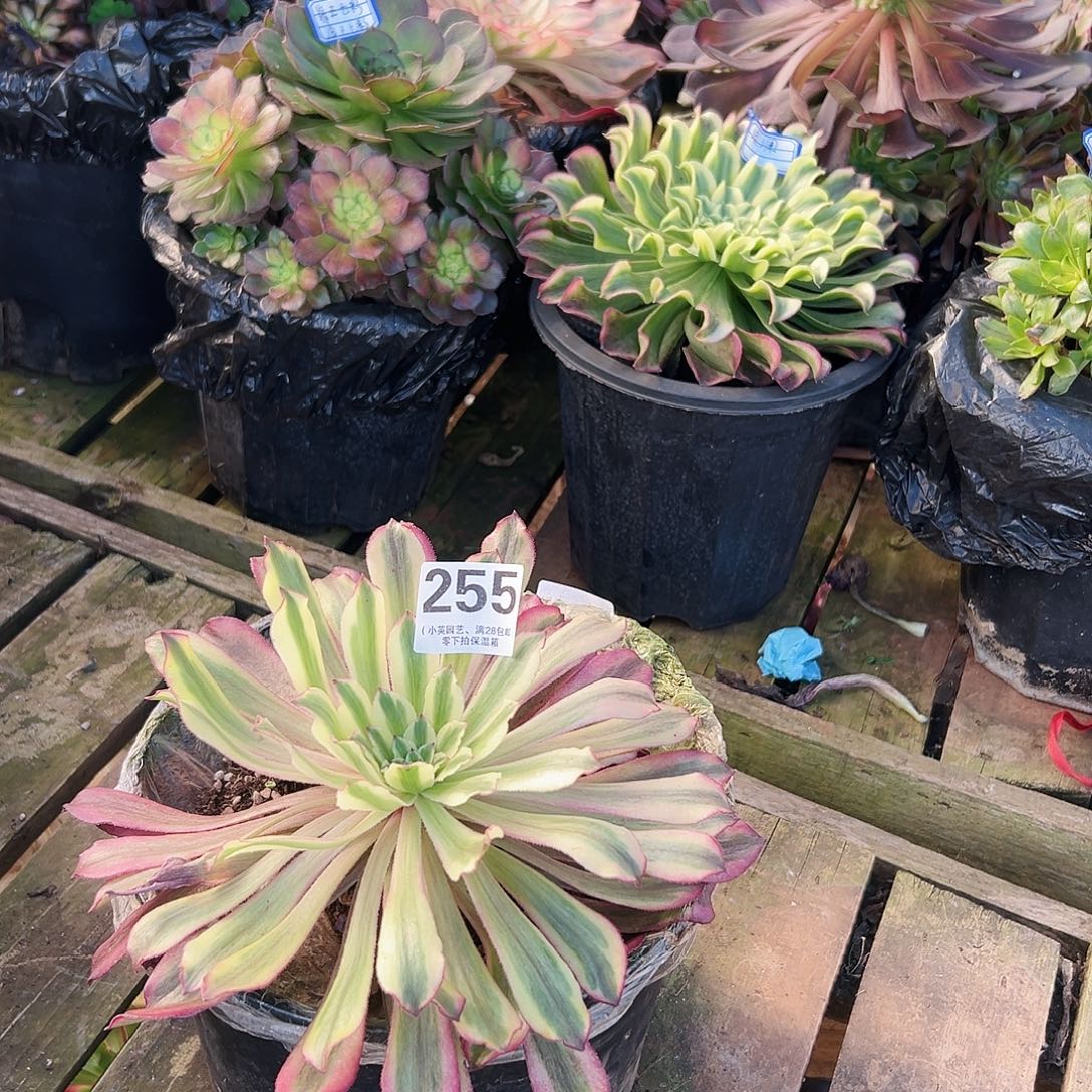 仙墨255多肉植物多肉植物