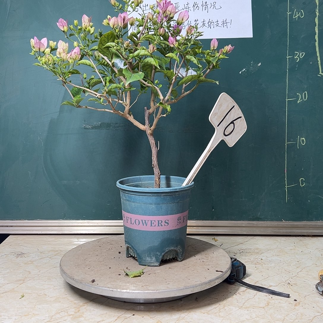 完全开放  雪紫  16