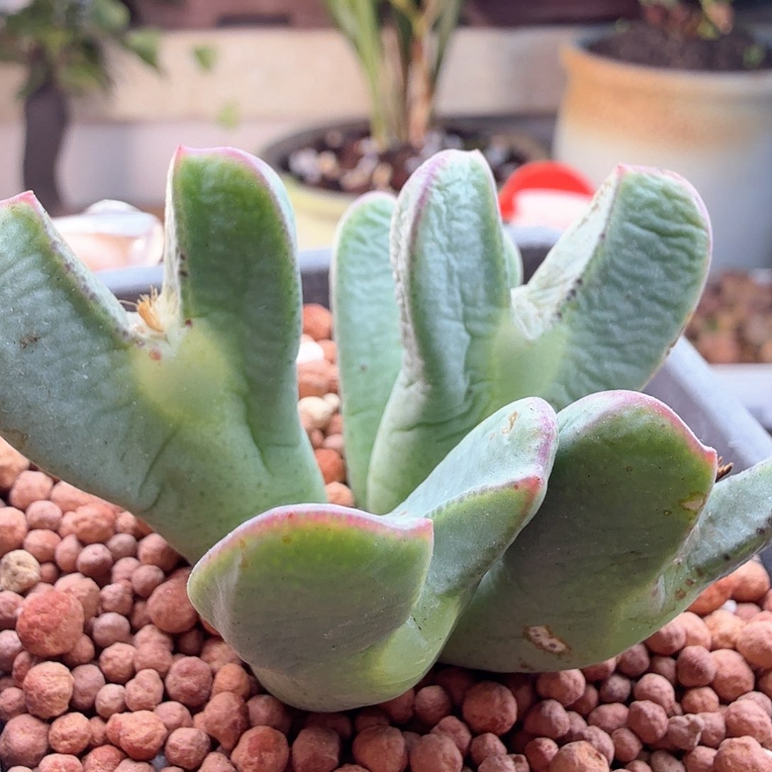 2.7.116/空蝉少将杂交