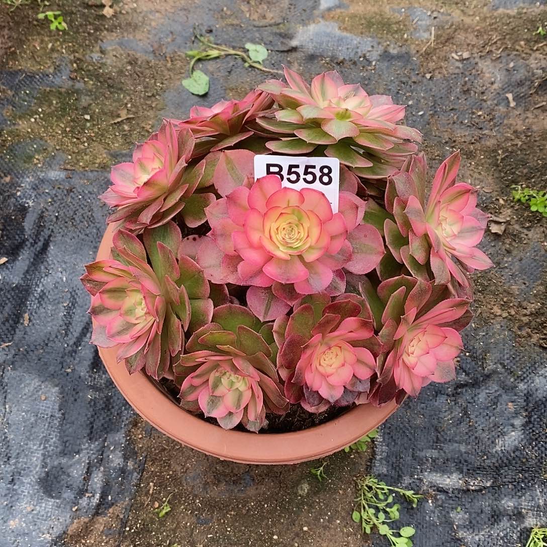 荔枝多肉植物558