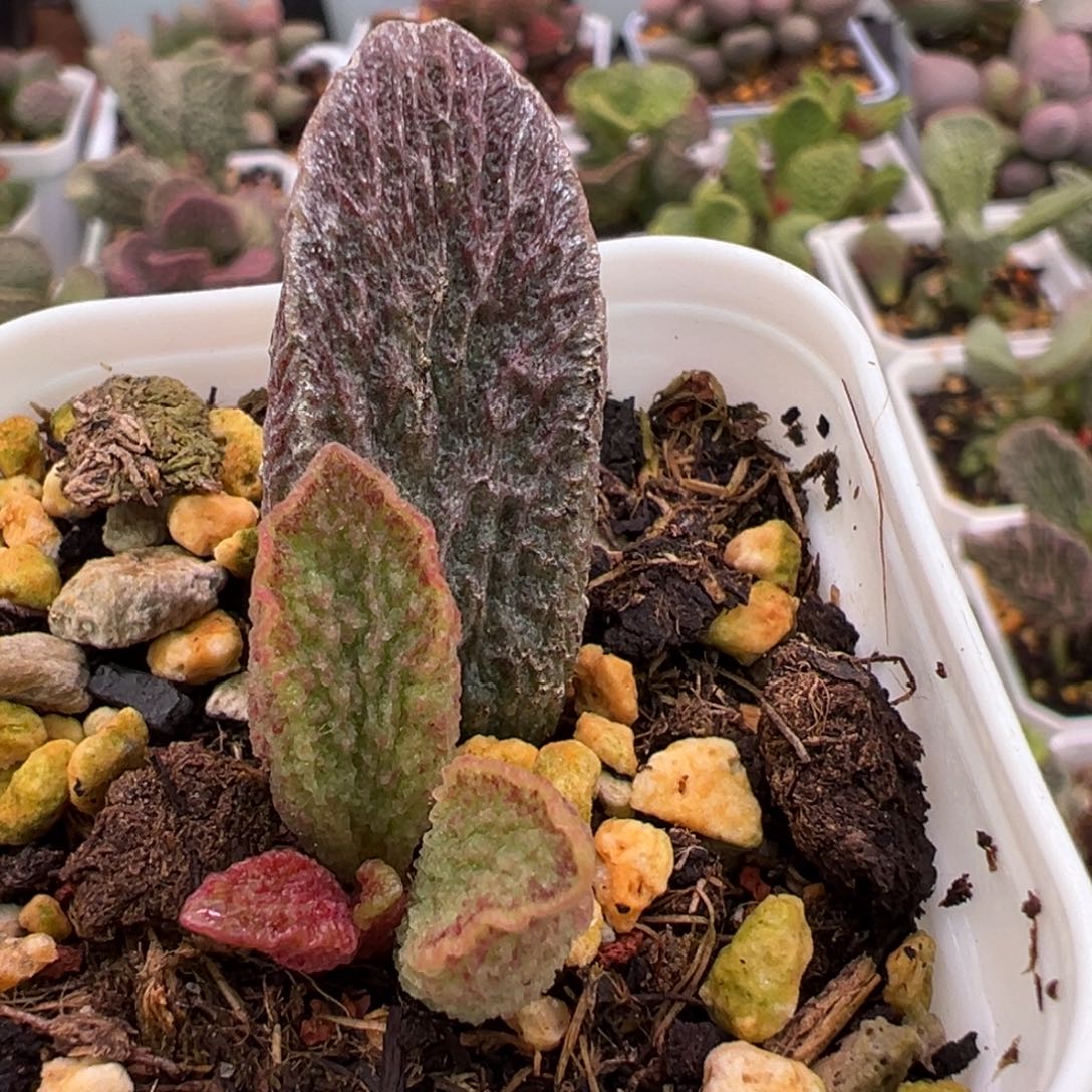 大叶型狂野纹路实生新品大苗