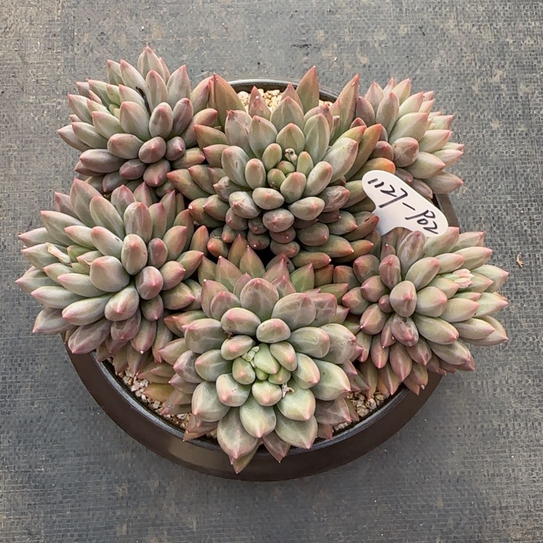 挽***๑P02啊阿啊阿啊阿啊