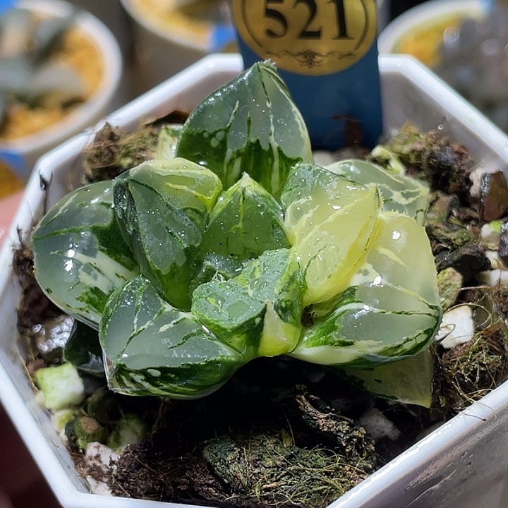 521莫迪卡锦特选福利