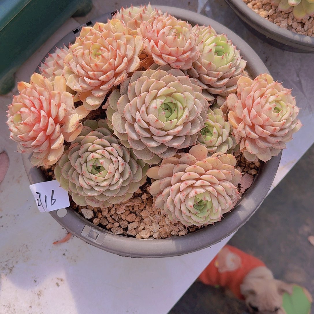 春****2716本吧多肉植物