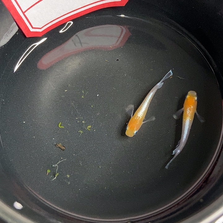 青鳉鱼墨子青鱂24号赤壁