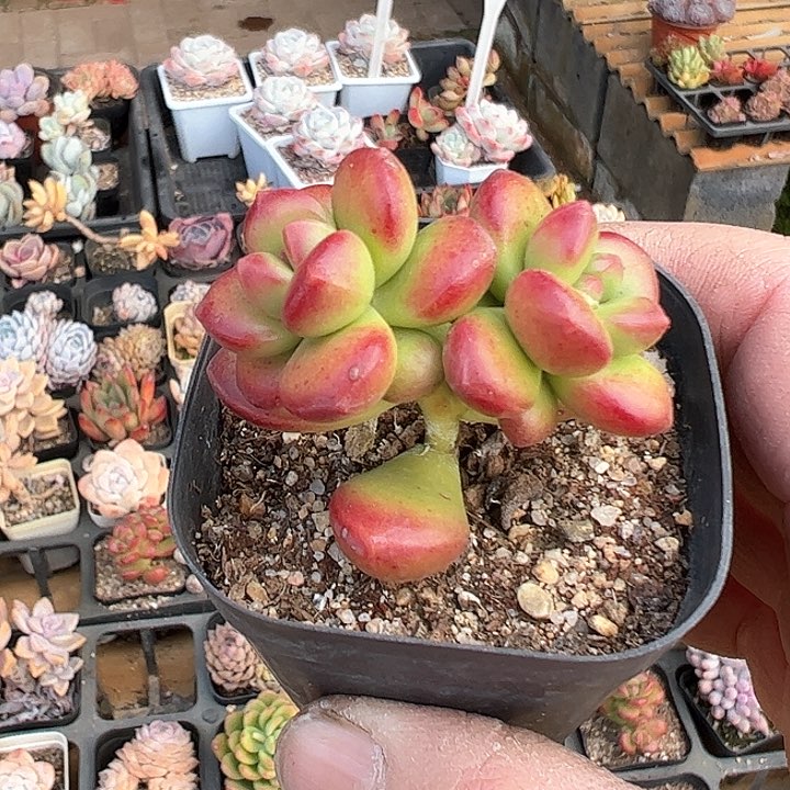 金*61多肉植物组合为您打造出