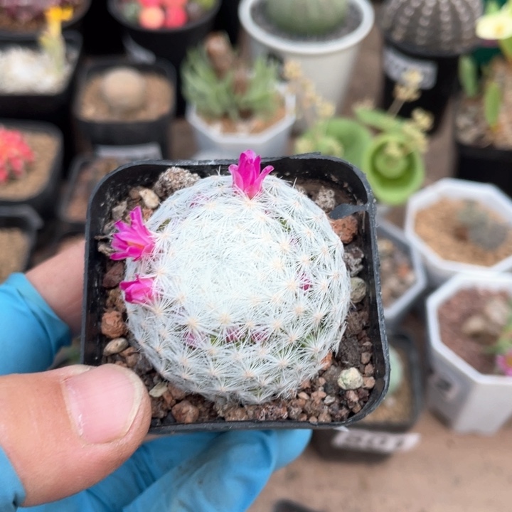 814白鸟仙人球植物