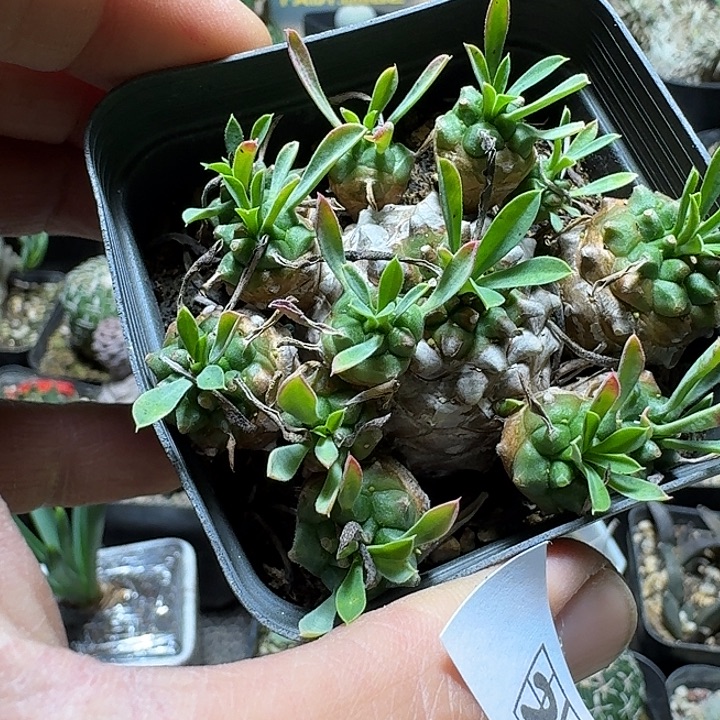 278峨眉山脱土发货