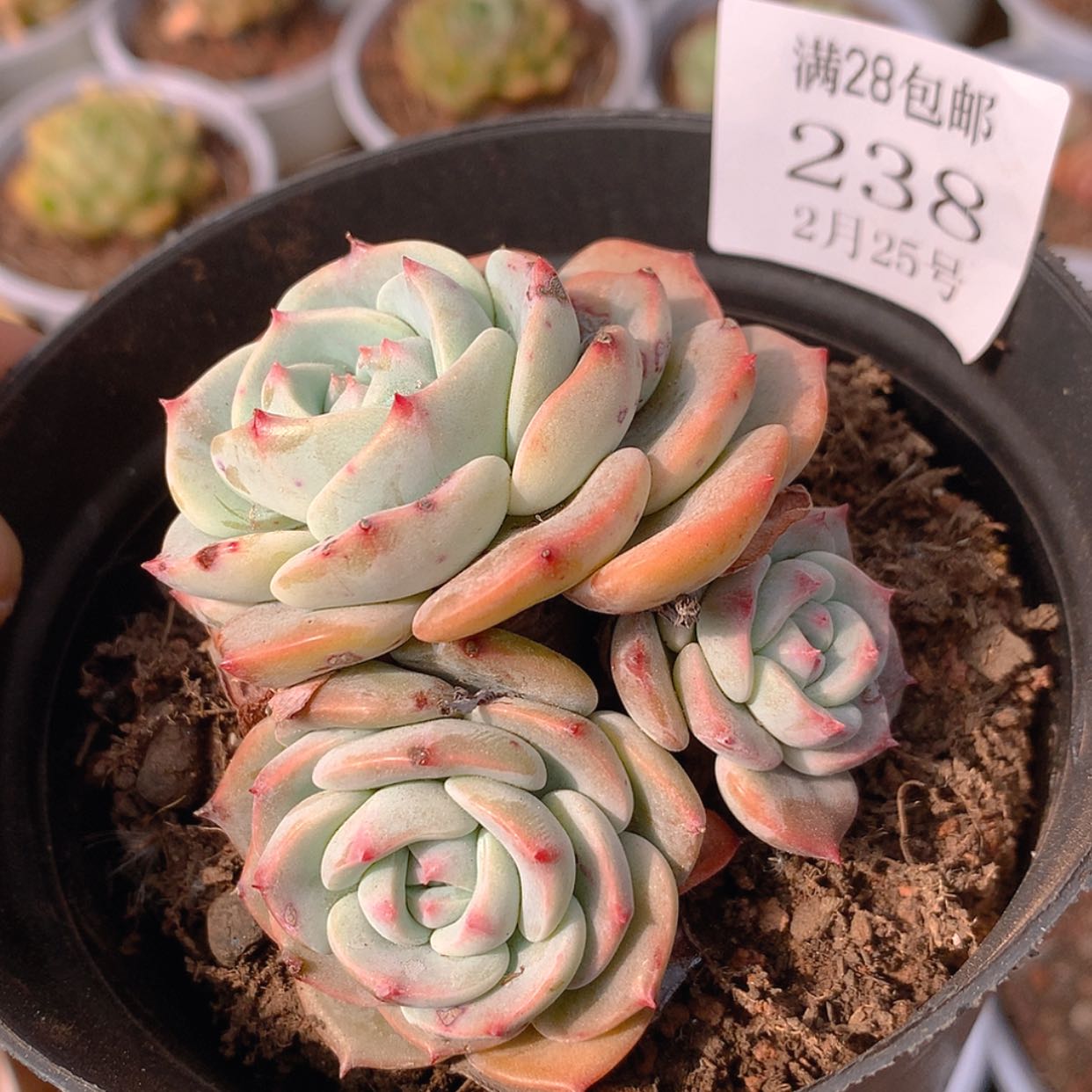 【闪购商品】云238