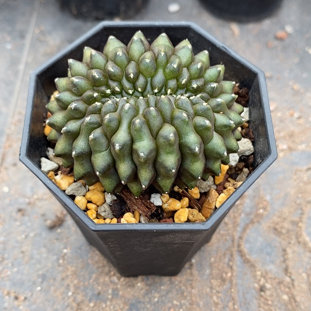 一***字实生  貘缀5公分左右一物一拍