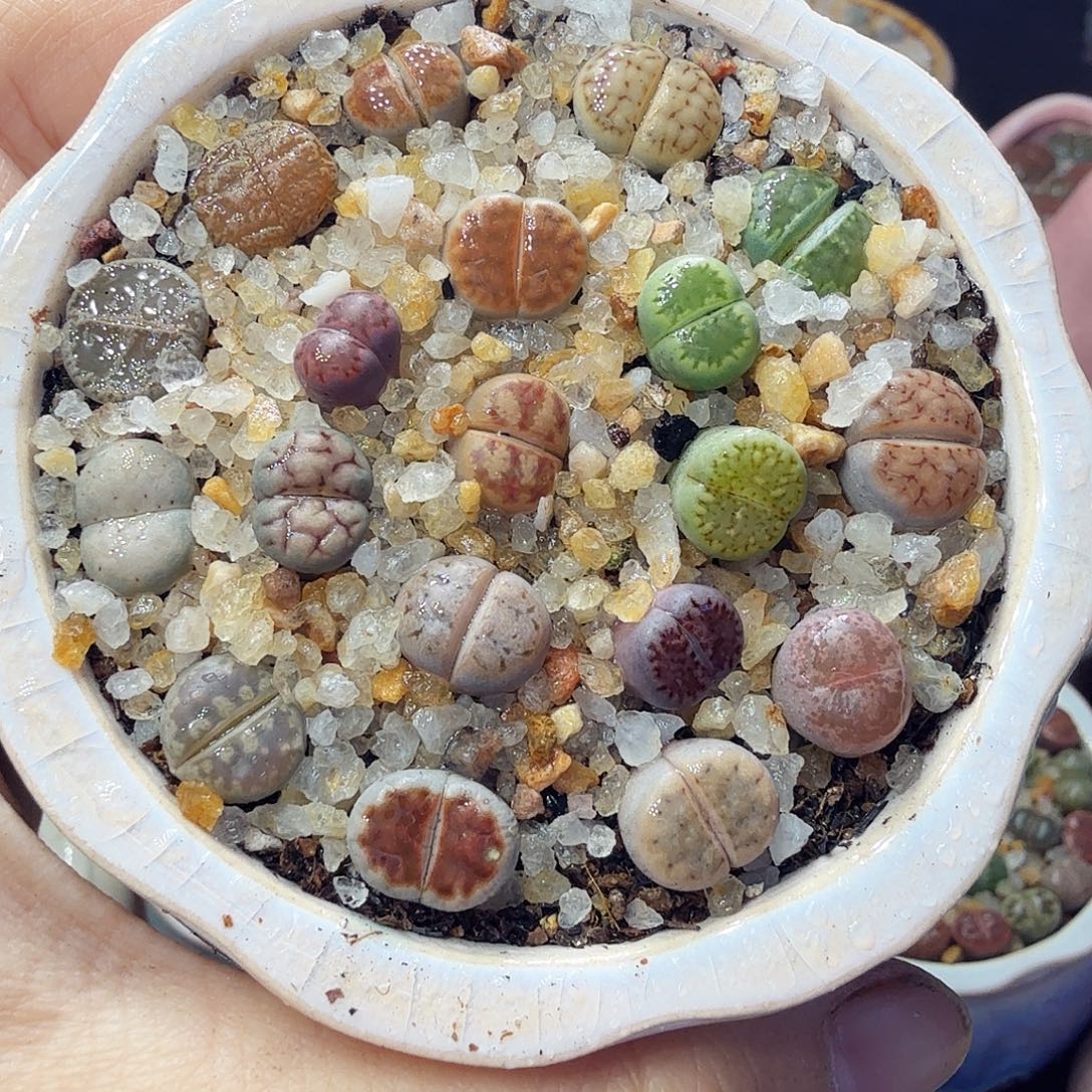 多肉植物开播福利冲803