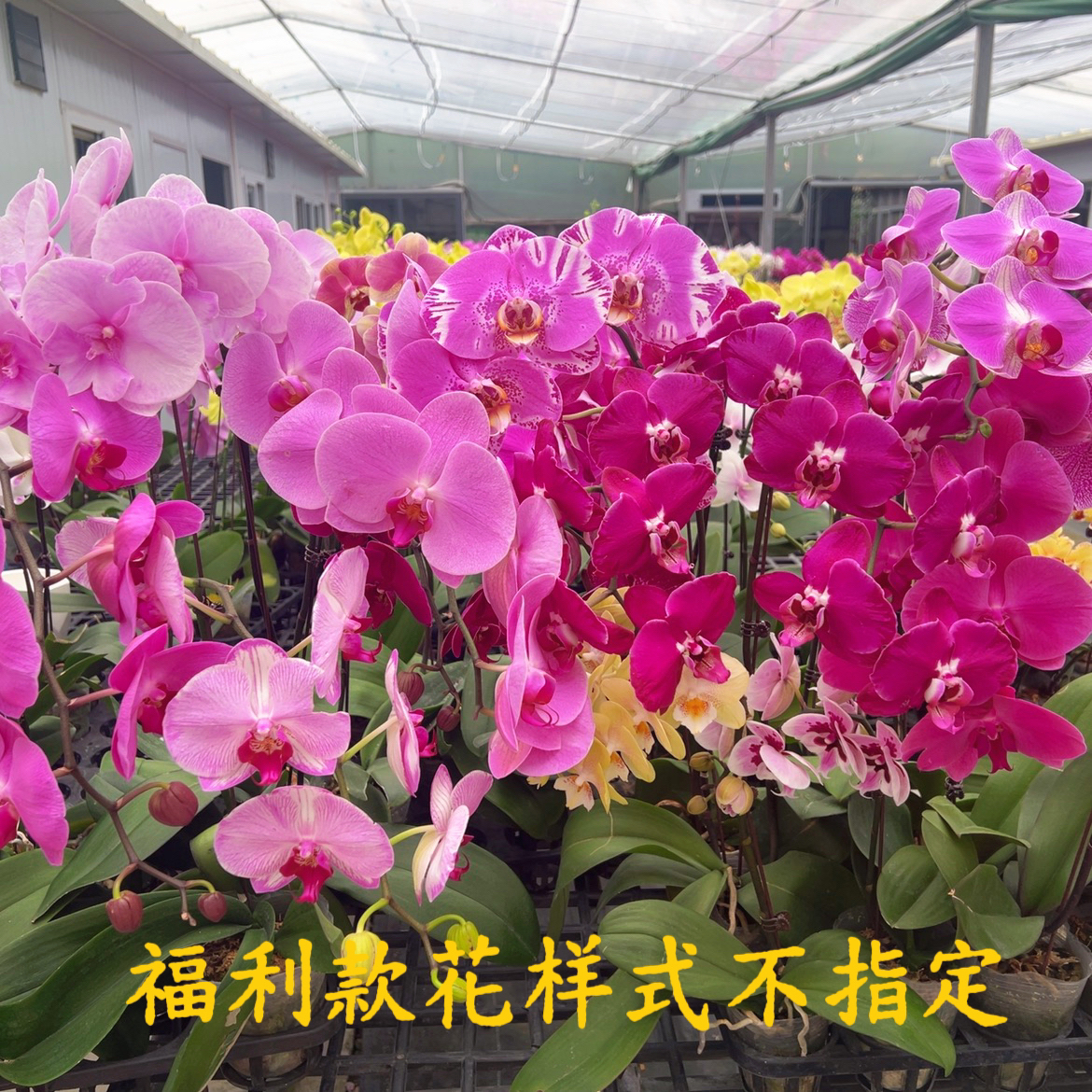 【三颗杂花06】盲盒大中小花型带花发货（福利不售后介意勿拍）