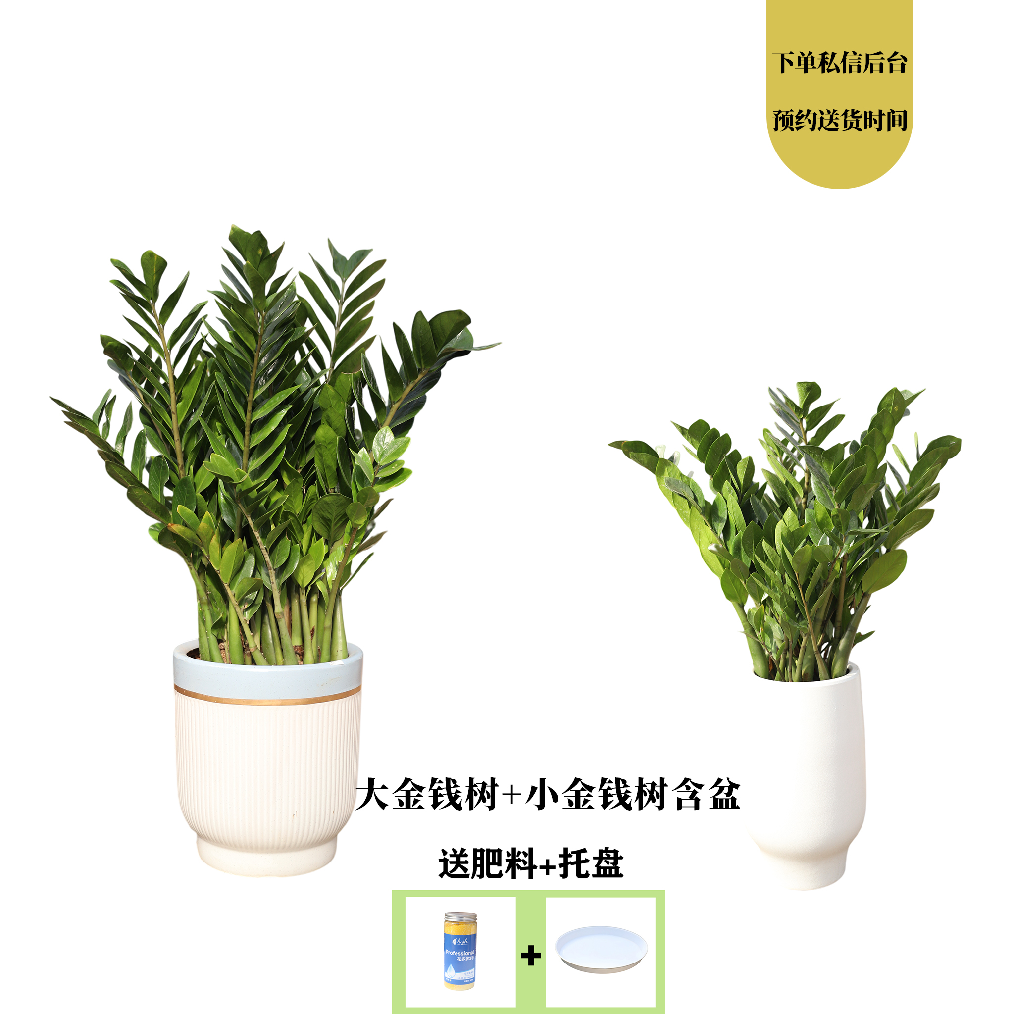 高端网红绿植金钱树组合