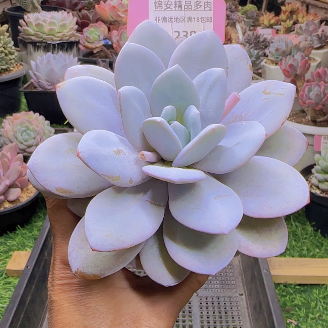 锦安精品多肉植物239