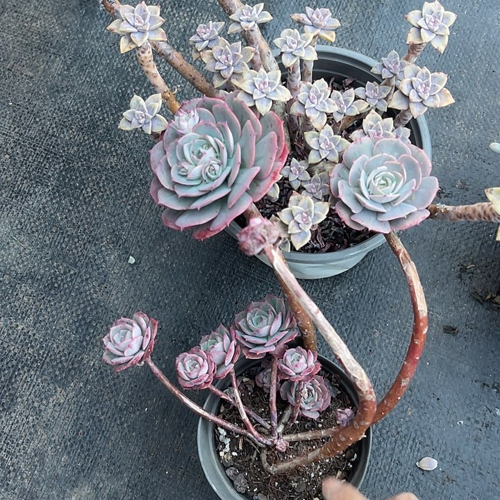 两单包邮，一物一拍，散