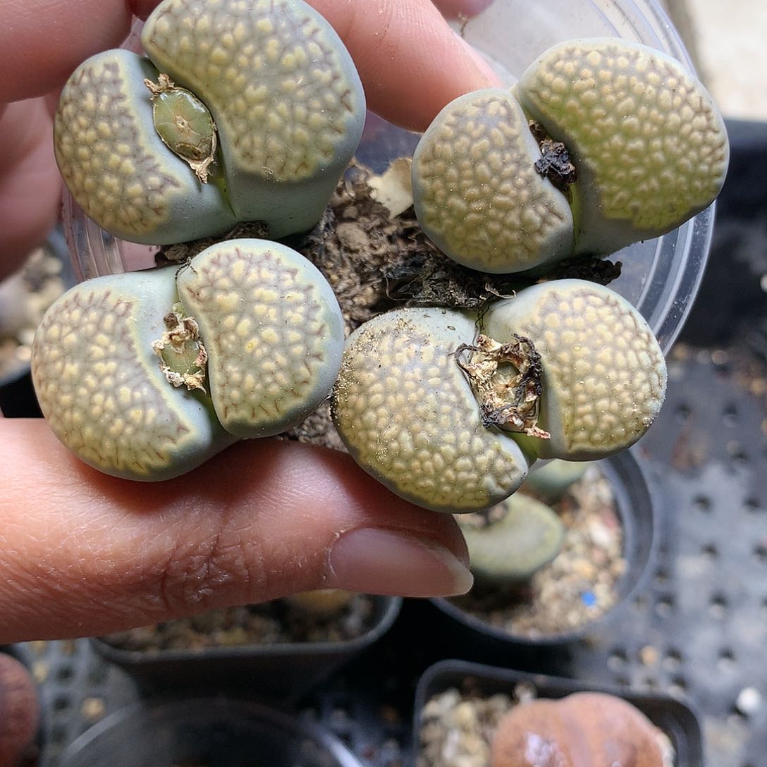 E44多肉植物保护