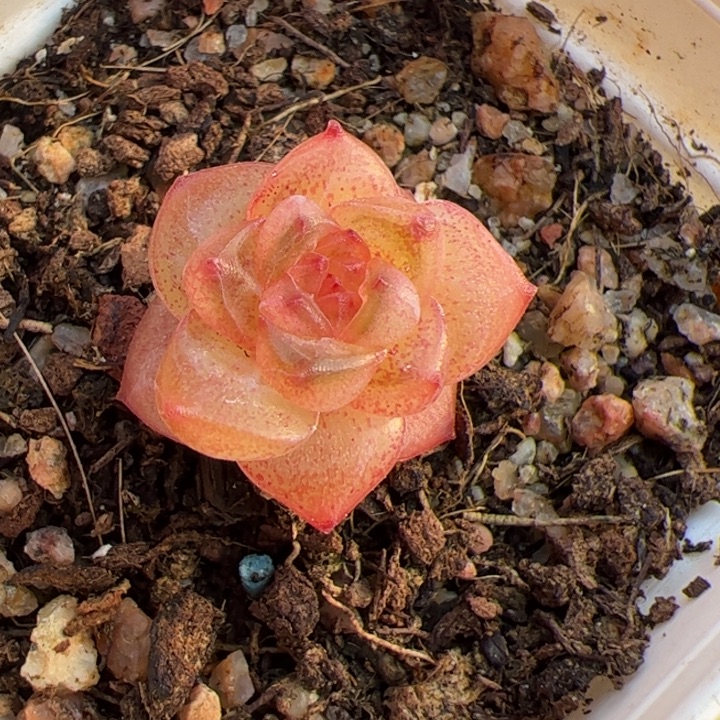 710，一物一拍，精品糖心，尺寸不大介意勿拍