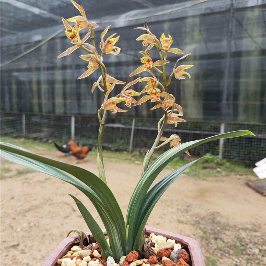 直播间链接一物一拍室内客厅书房室外阳台植物好兰花大盆兰花盆栽