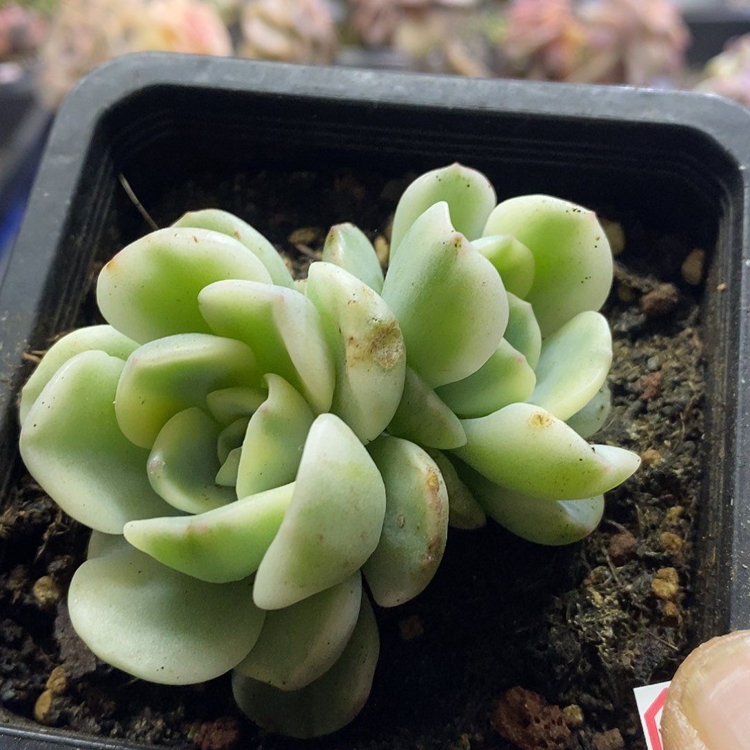 0793有一锦多肉植物