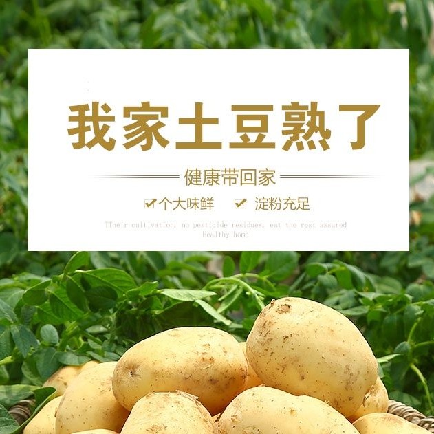 陕西自产自销新鲜黄皮黄心小土豆软糯可口威宁洋芋