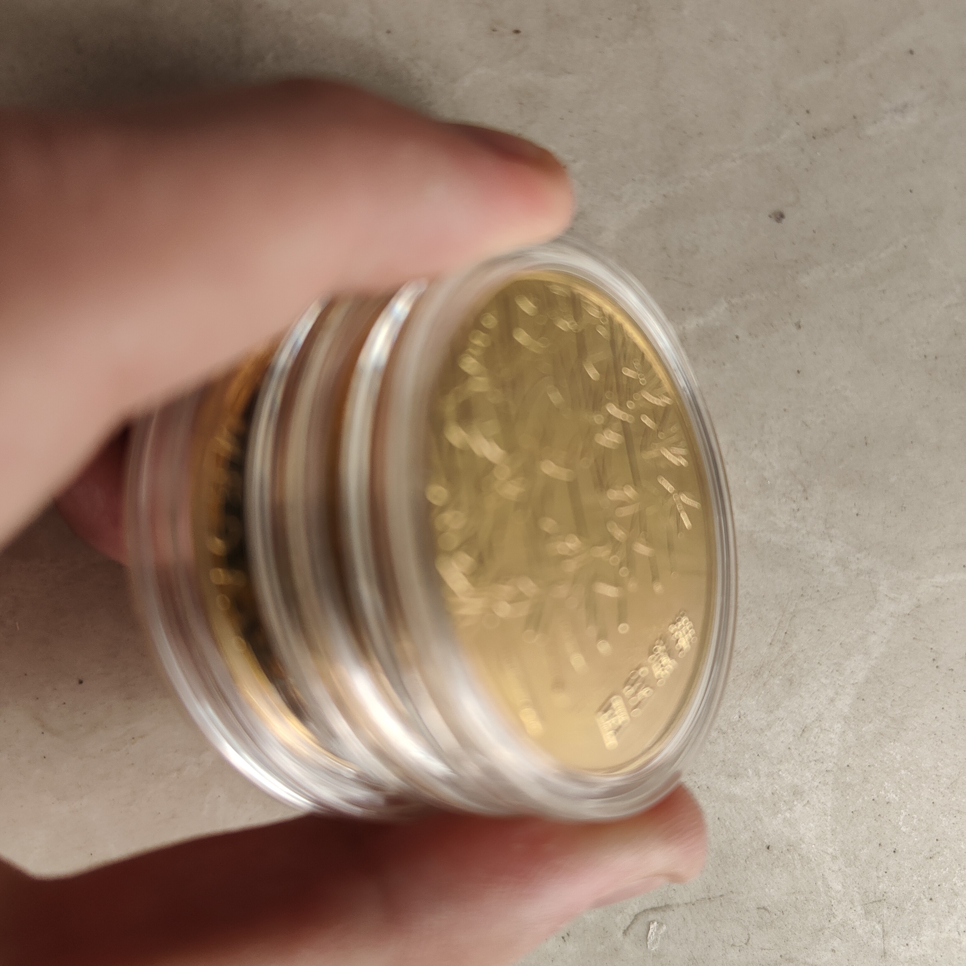 【代拍链接】-开播见面礼币子精美工艺装饰M1088