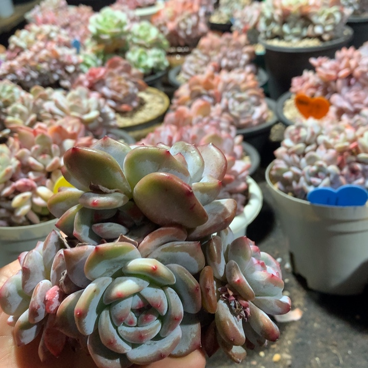 多肉植物紫皮星影八头