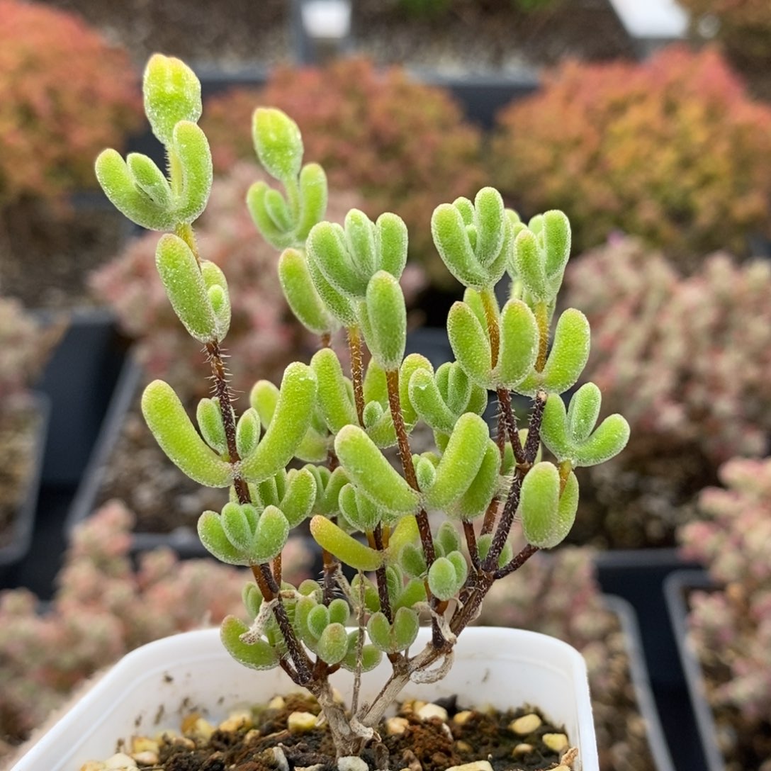 小星星6901枝干番杏