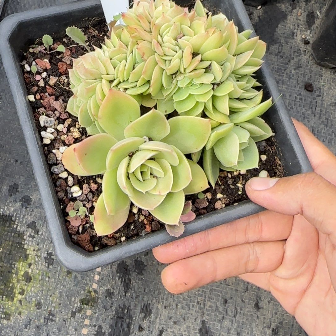 一物一拍星娜塔缀32