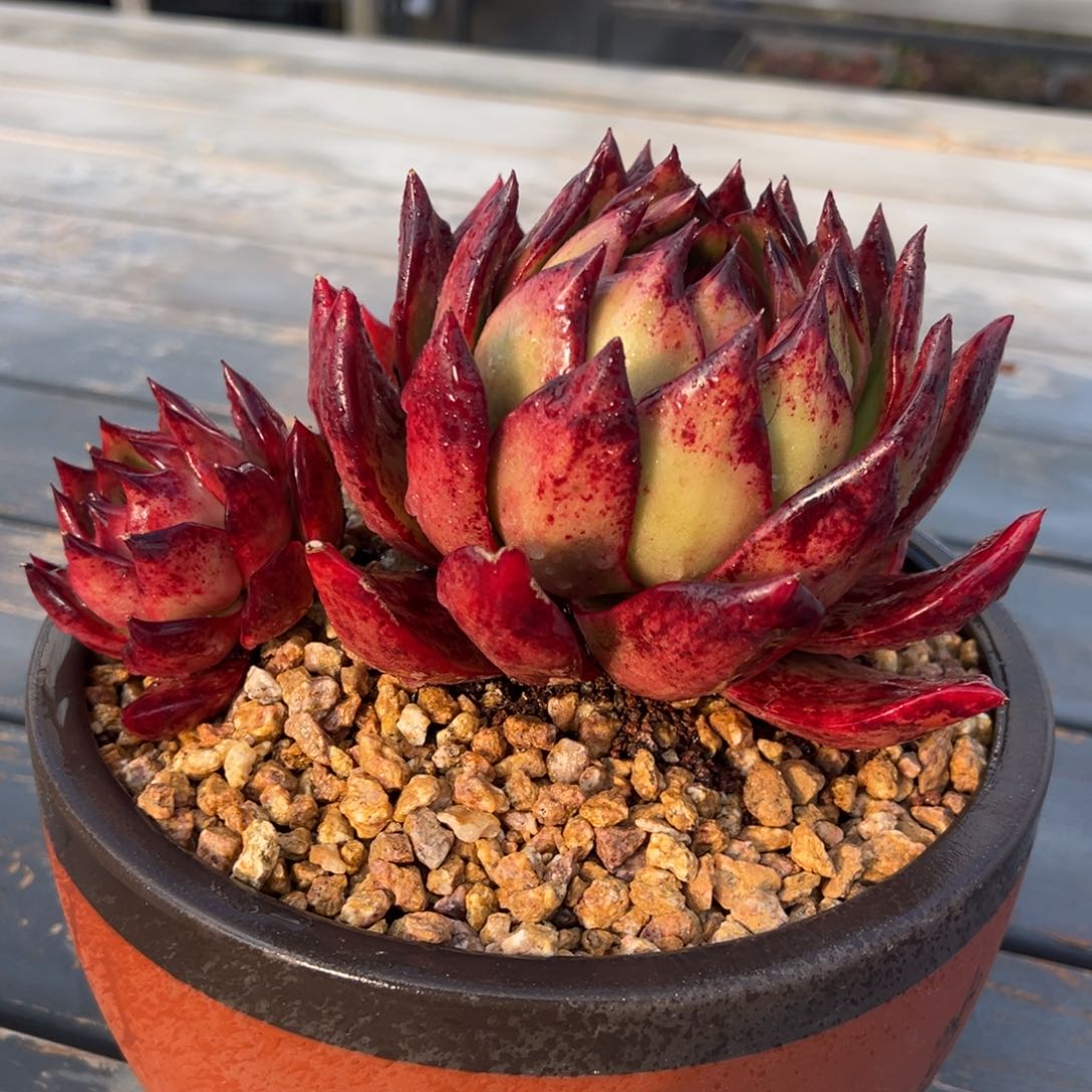 从前慢多肉精选编号0218.28