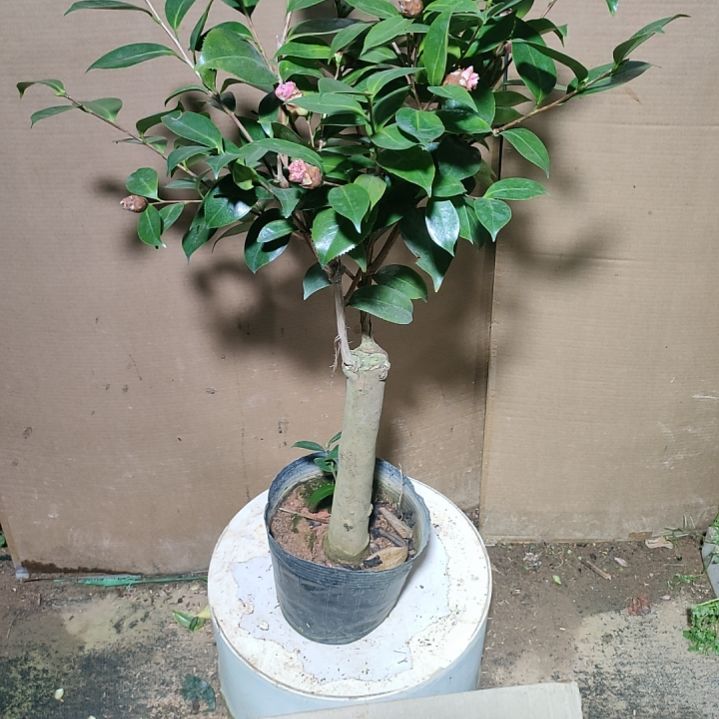 587依恋贝蒂，原盆原土发货，不包邮