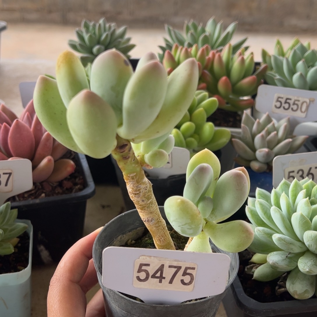 【闪购商品】大叶奶。5475。11111111