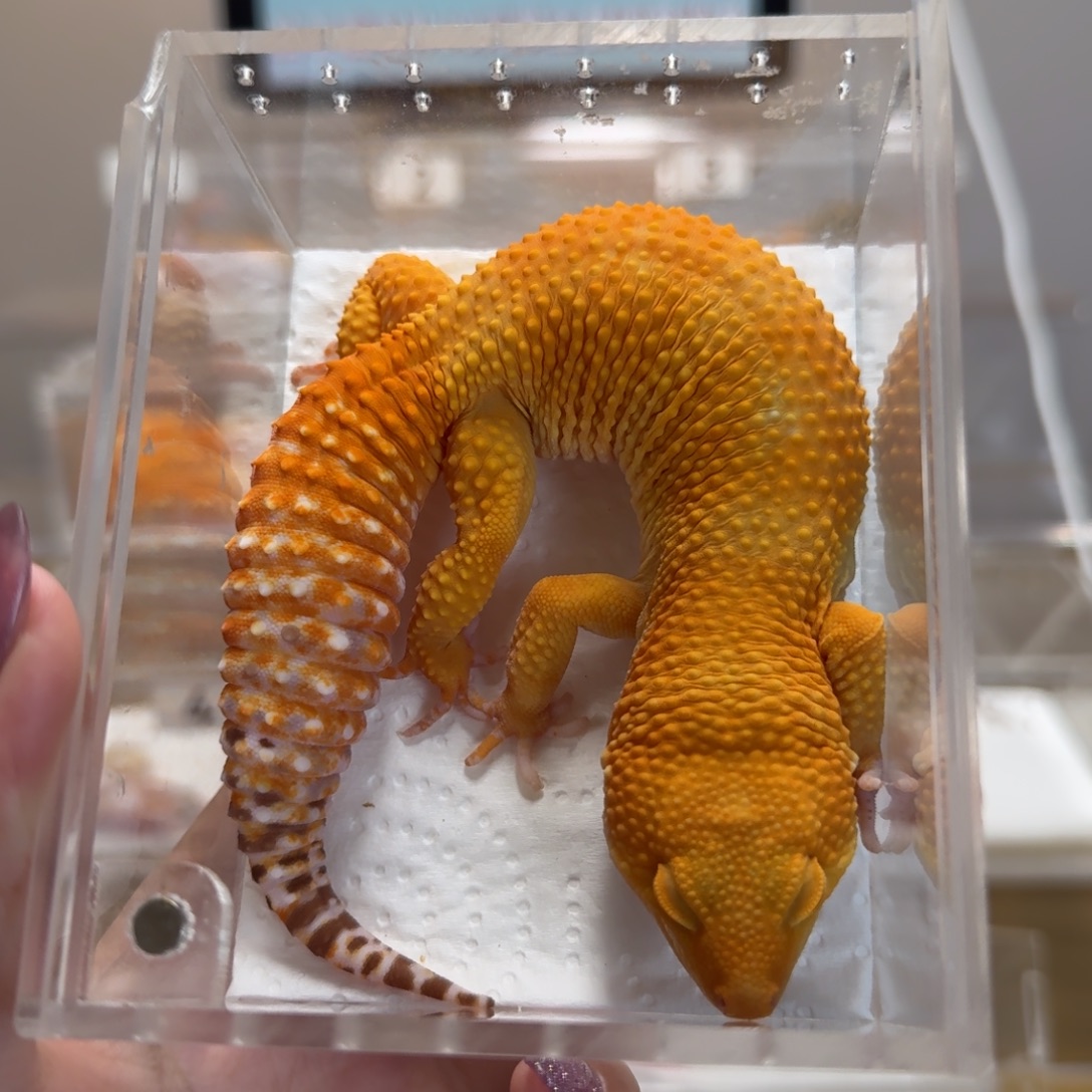 豹纹守宫阳光弟弟大卡车