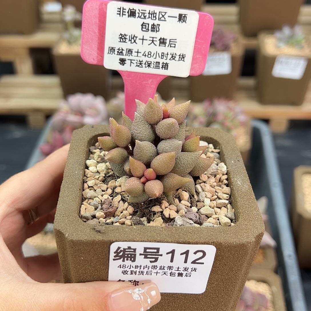 112小辣椒多肉植物