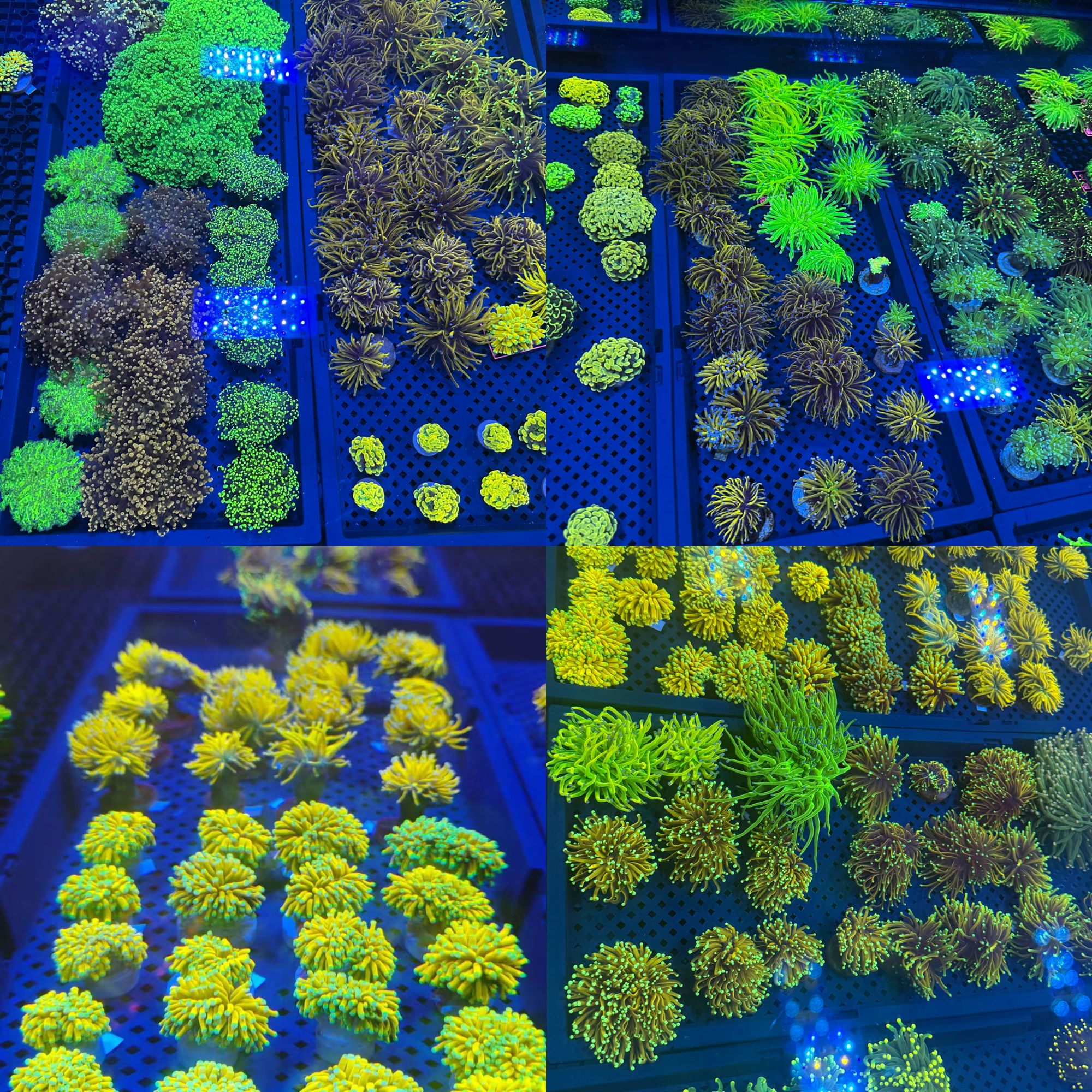 （秀秀）海缸珊瑚海葵直播间一物一拍