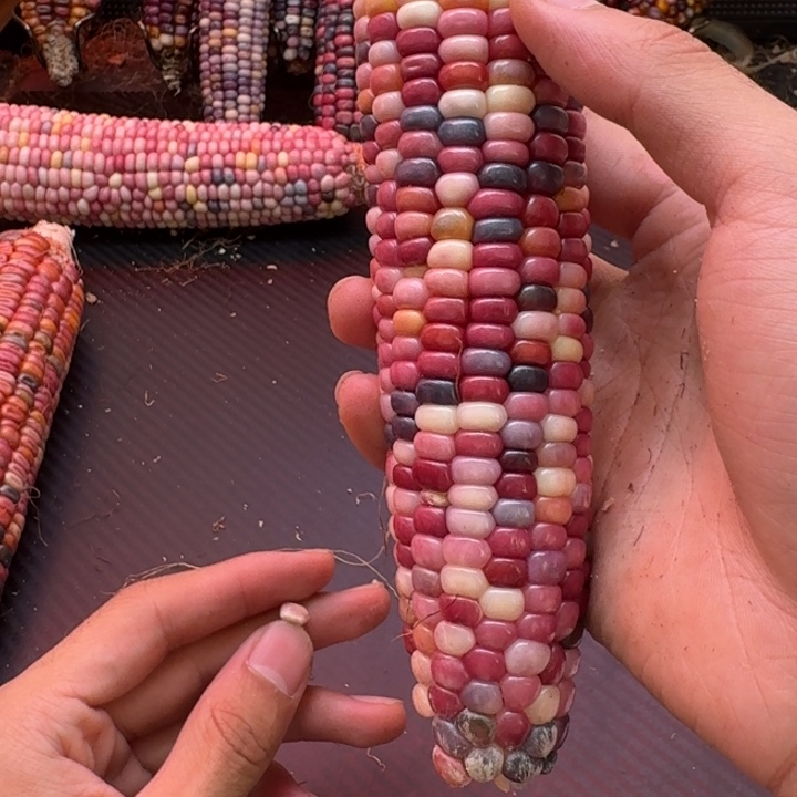 *****吊坠柏香籽/百香籽