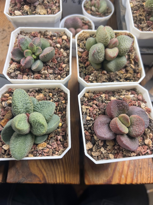 小凡子水泡多肉植物