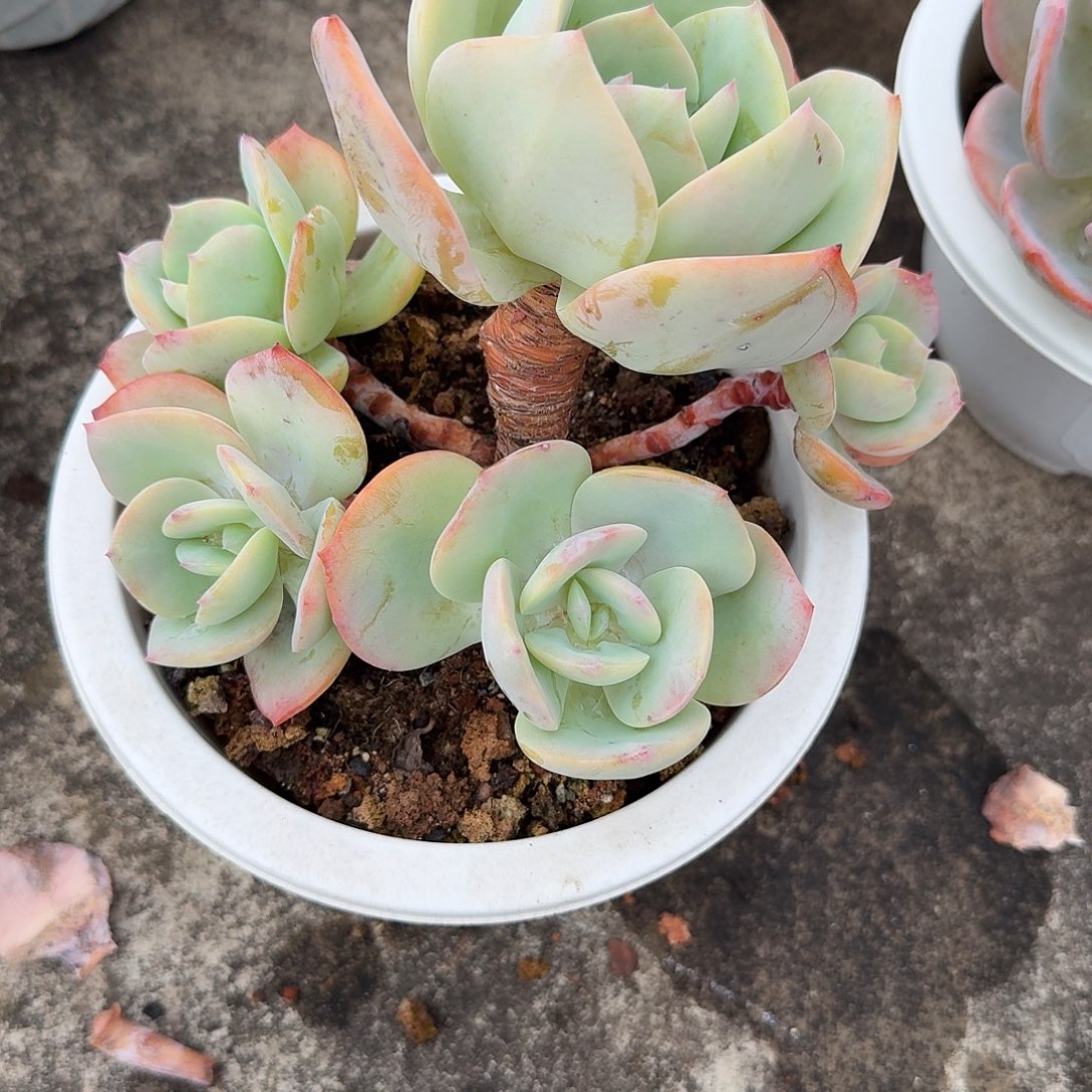 阿****白凤多肉植物一颗