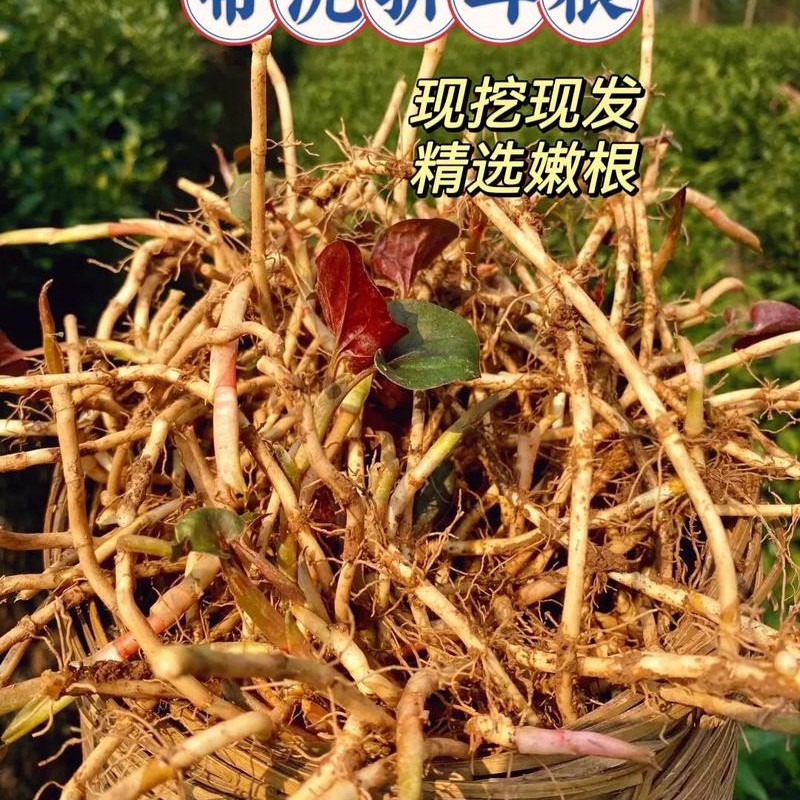 1 湖南湘西现场收土货