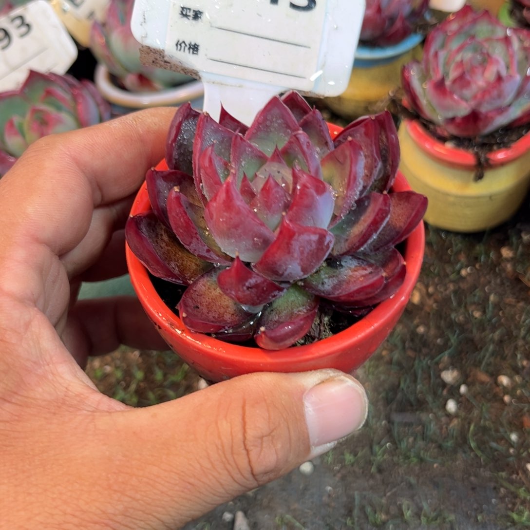 惊鸿一瞥843号多肉植物