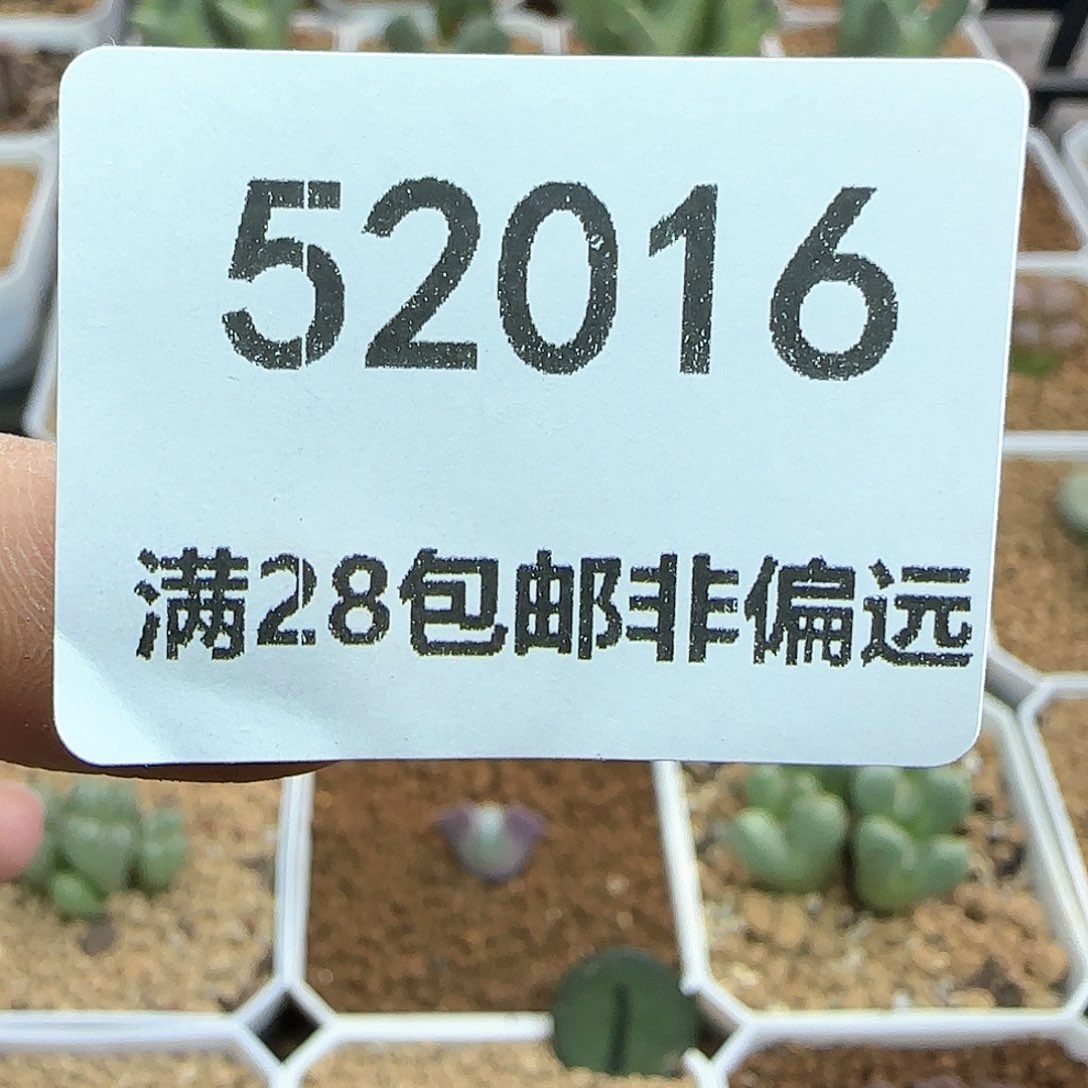 吴***晓五盆花。            52016