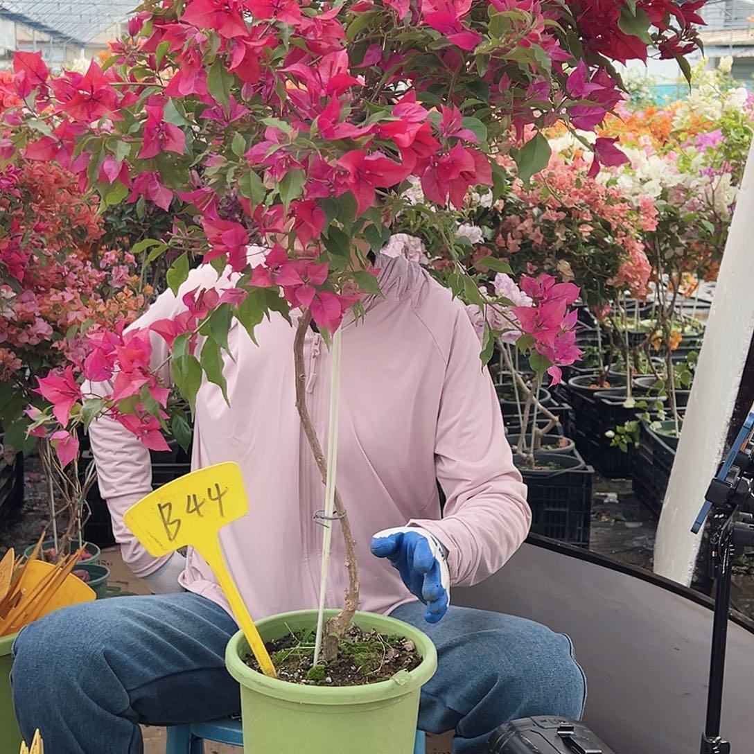 林***！大部分花苞少量开放B44紫桑巴